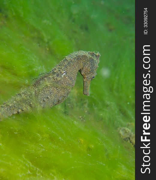 Macro portrait of a Common Seahorse against a bright green background