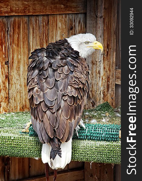 A Bald Eagle in its living space (or Mews) shows its back in a territorial posture during spring's breeding season. This Bald Eagle is a rescued and rehabilitated bird of prey that cannot survive back in the wild. A Bald Eagle in its living space (or Mews) shows its back in a territorial posture during spring's breeding season. This Bald Eagle is a rescued and rehabilitated bird of prey that cannot survive back in the wild.