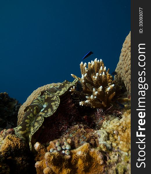 Giant Clam