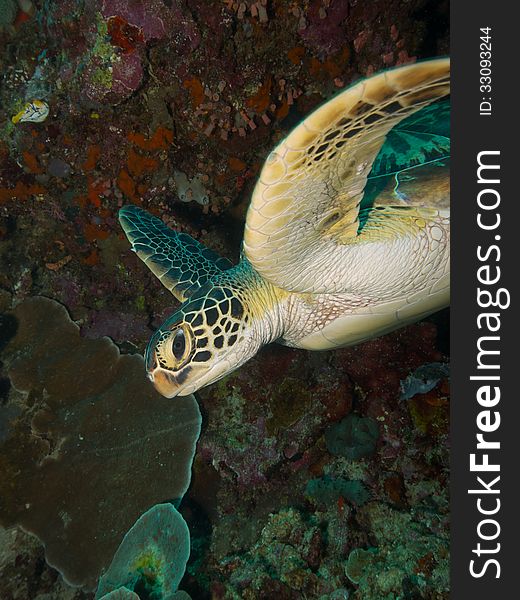 Wide-angle portrait of a Green Turtle making a close pass of the photographer