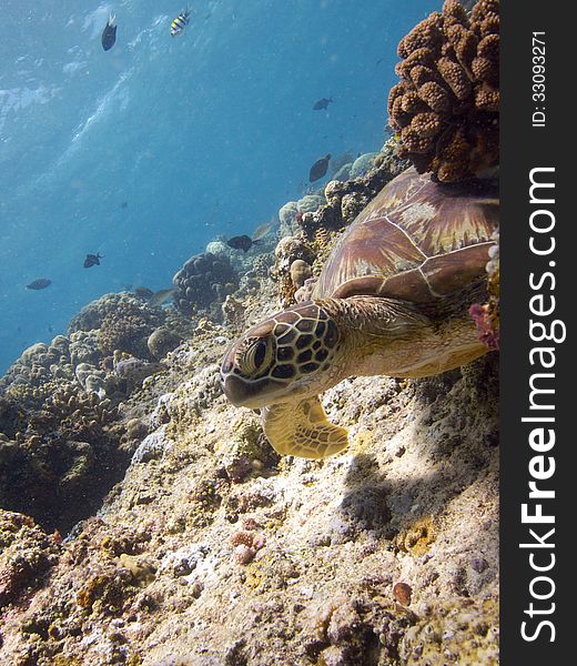 Wide-angle close-up portrait of a Green Turtle resting on Bunaken reeftop. Wide-angle close-up portrait of a Green Turtle resting on Bunaken reeftop