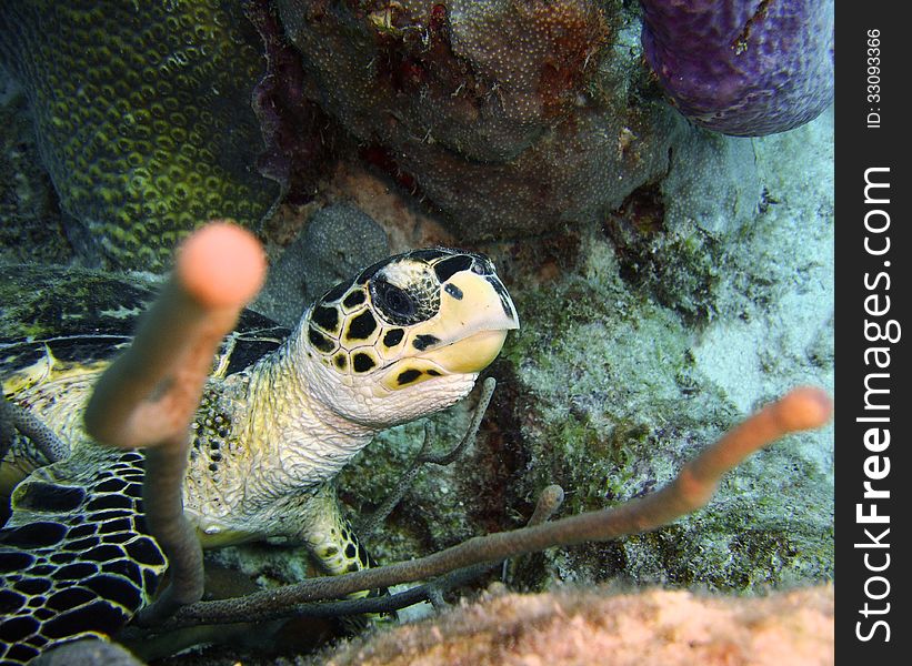 Portrait of a surprised Hawksbill Turtle