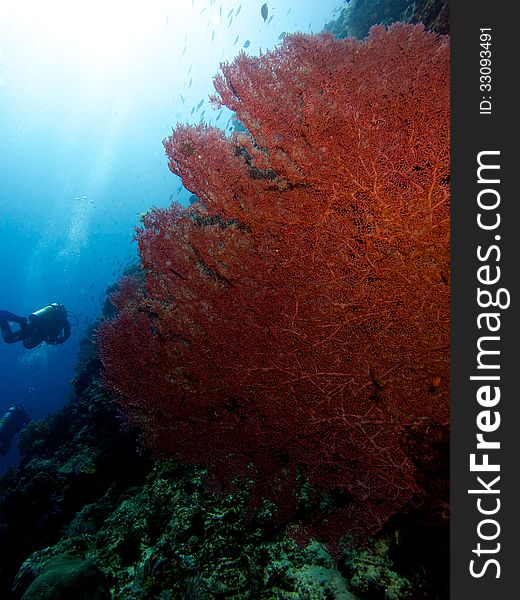 Huge Pink Sea Fan with diver in the background near Siladen Island's jetty