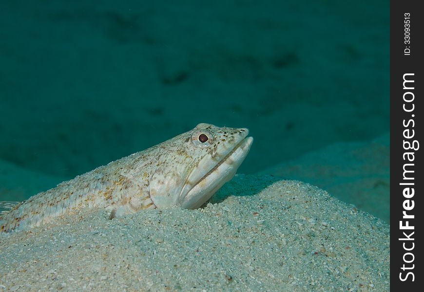 Macro portrait of a a Lizardfish waiting in ambush half buried in sand