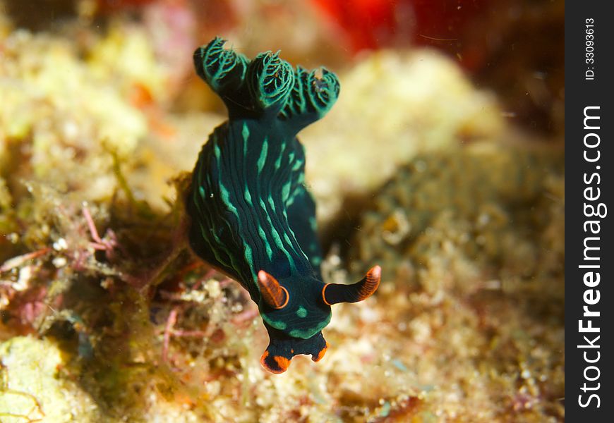 Macro portrait of Nembrotha kubaryana