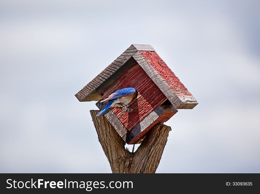 A bluebird sticks its head inside a birdhouse. A bluebird sticks its head inside a birdhouse