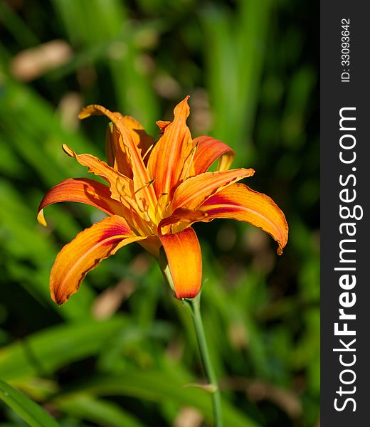 Portrait of an Orange Lily