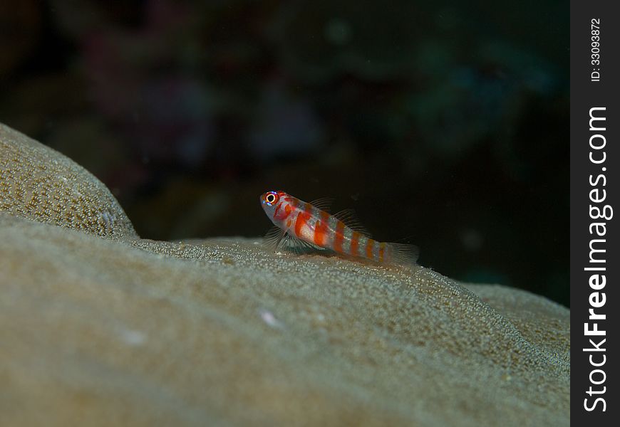 Red Banded Pygmy goby