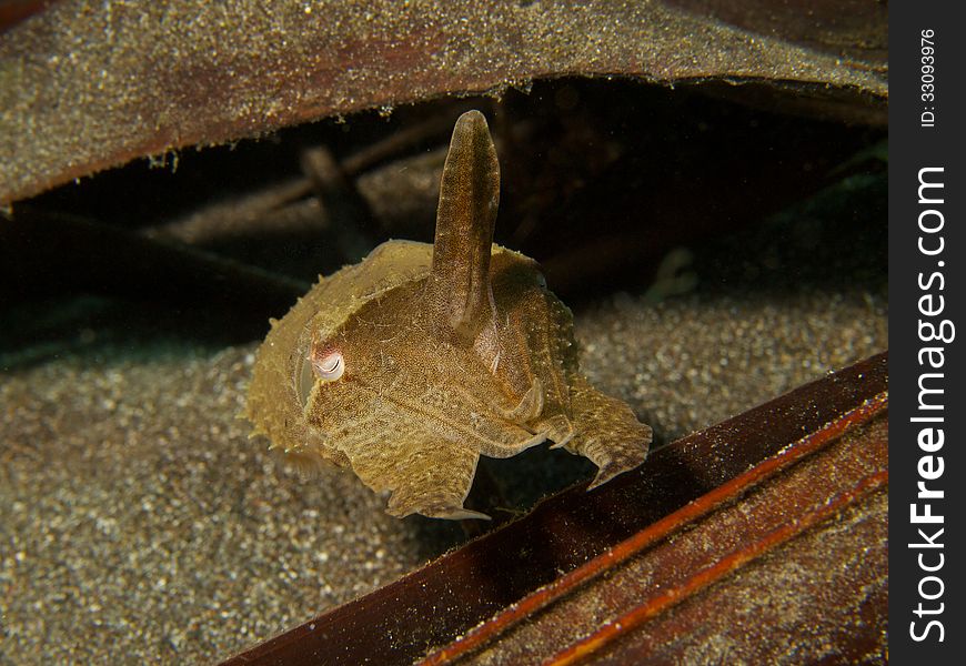 Small Cuttlefish in threat posture after being discovered hiding in-between palm fronds