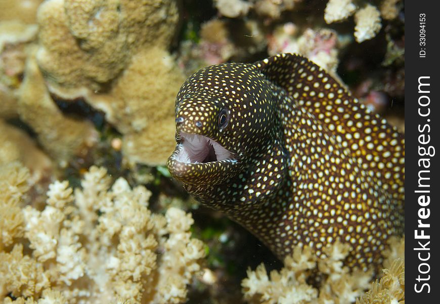 Macro portrait of a White-mouth Moray