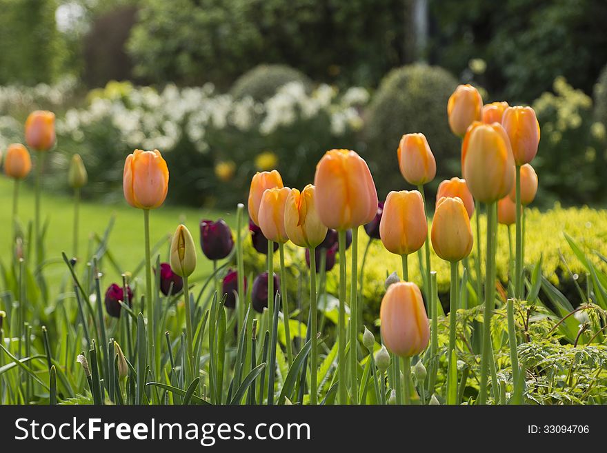 Orange tulips in a garden