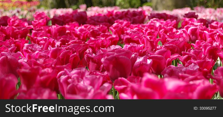 Garden with pink tulips