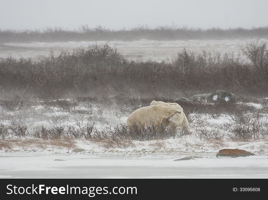 At the edge of a snow covered bank on a frozen lake, two male polar bears are biting each other while mock sparring during some snow flurries. At the edge of a snow covered bank on a frozen lake, two male polar bears are biting each other while mock sparring during some snow flurries.