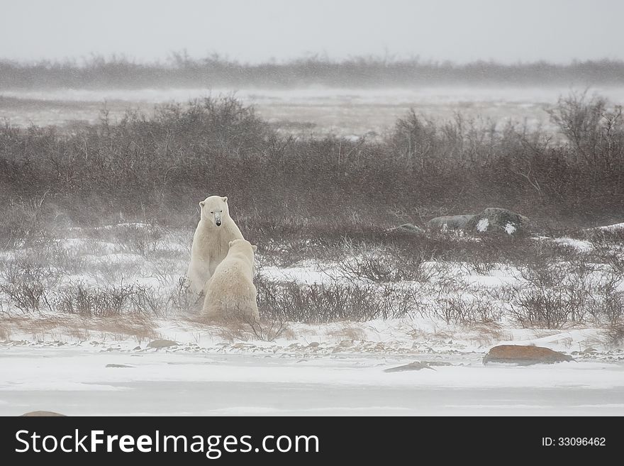 At the edge of a snow covered bank on a frozen lake, a male polar bear backs down in submission after engaging in mock sparring during some snow flurries. At the edge of a snow covered bank on a frozen lake, a male polar bear backs down in submission after engaging in mock sparring during some snow flurries.