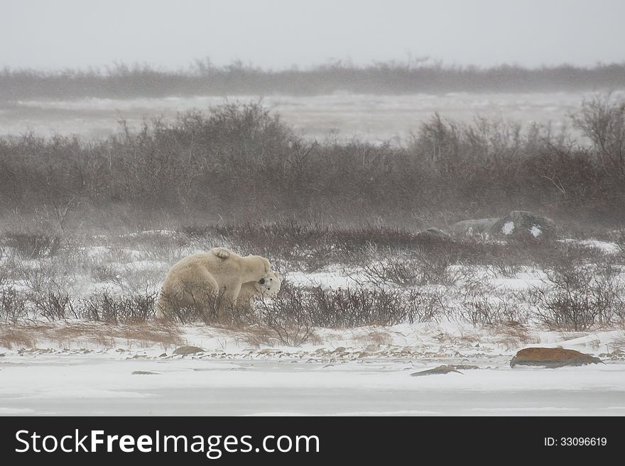 Male Polar Bears Jostle while Mock Sparring