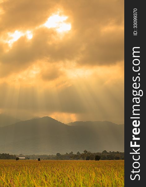 Golden Light Shine in Field Rice