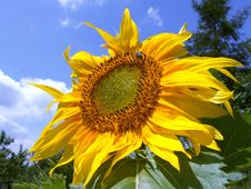 Single Sunflower Royalty Free Stock Images Single Sunflower Royalty Free Stock Images