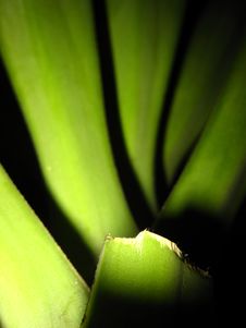 Long Green Leaves Royalty Free Stock Photos Long Green Leaves Royalty Free Stock Photos