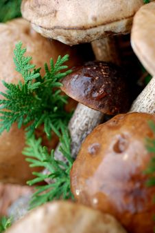 Mushrooms Royalty Free Stock Photo Mushrooms Royalty Free Stock Photo