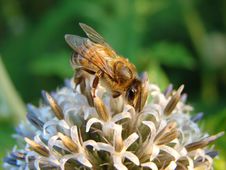 Bee On Flower Stock Photos Bee On Flower Stock Photos