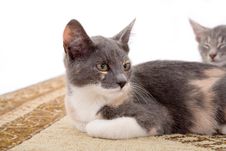 Two Kitten On The Carpet Stock Image Two Kitten On The Carpet Stock Image