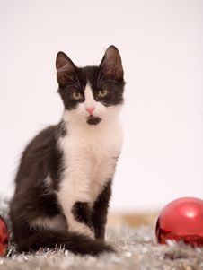 Lying Kitten On The Carpet Stock Photo Lying Kitten On The Carpet Stock Photo