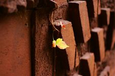 Leaves On Brick Wall Royalty Free Stock Images Leaves On Brick Wall Royalty Free Stock Images