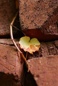 Leaves On A Brick Wall Stock Images Leaves On A Brick Wall Stock Images