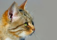 Tabby-cat Stock Photo
