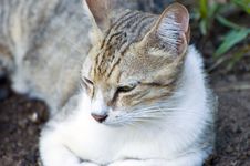 Brown White Cat Royalty Free Stock Photography
