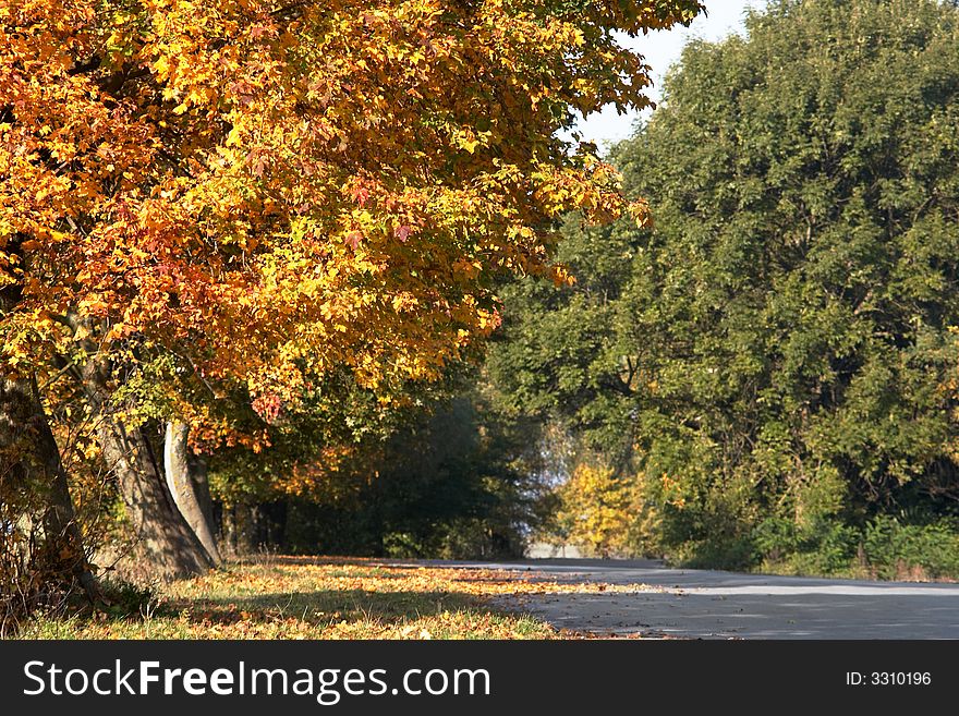 A road among the yellow and green trees. A road among the yellow and green trees