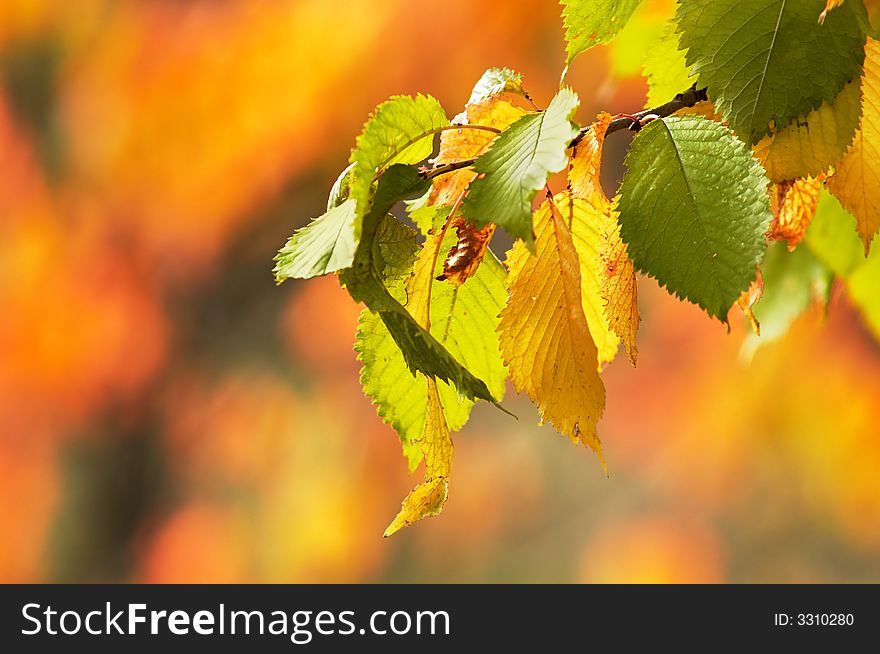 An image of yellow and greeen leaves. An image of yellow and greeen leaves