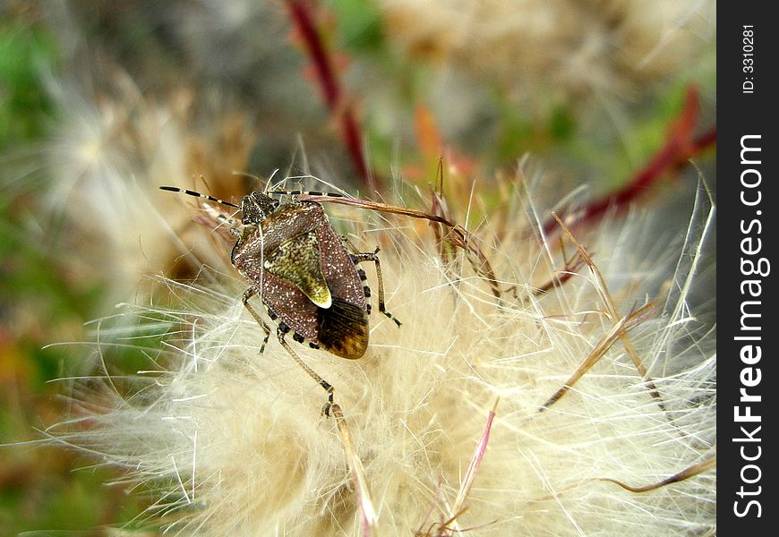 Macro of a common bedbug
