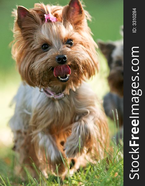 Yorkshire terrier walking in park - autumn, green grass, motion blur