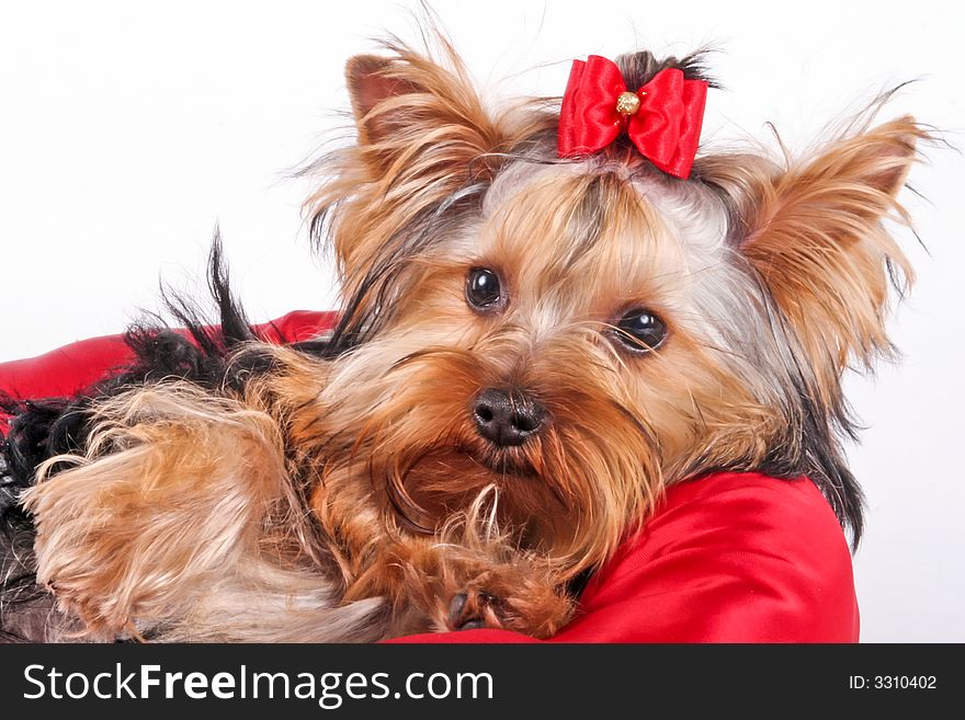 Yorkshire terrier family - sleepy young girl. Yorkshire terrier family - sleepy young girl