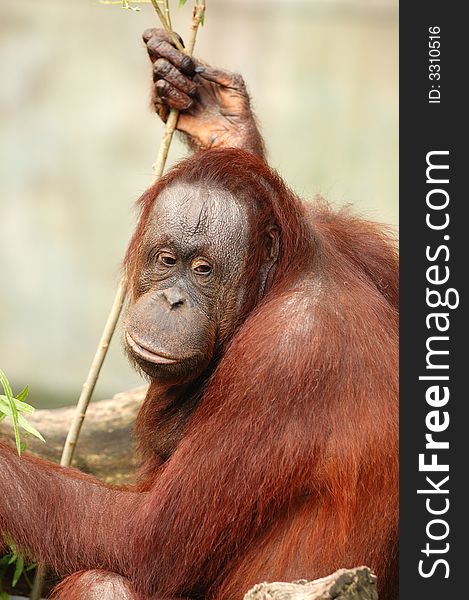 An orangutan sitting by itself looking thoughtful