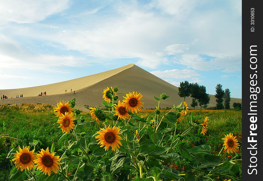 Sand Hill And Helianthus