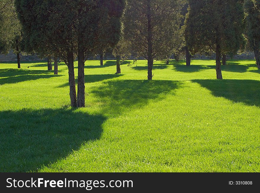 Cypress Shadow On Grass Field