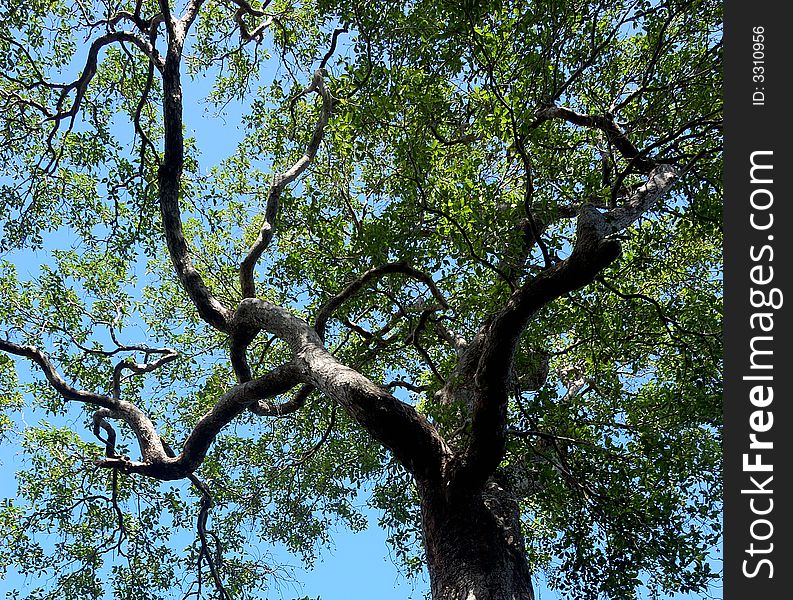 Tree in New Caledonia from below