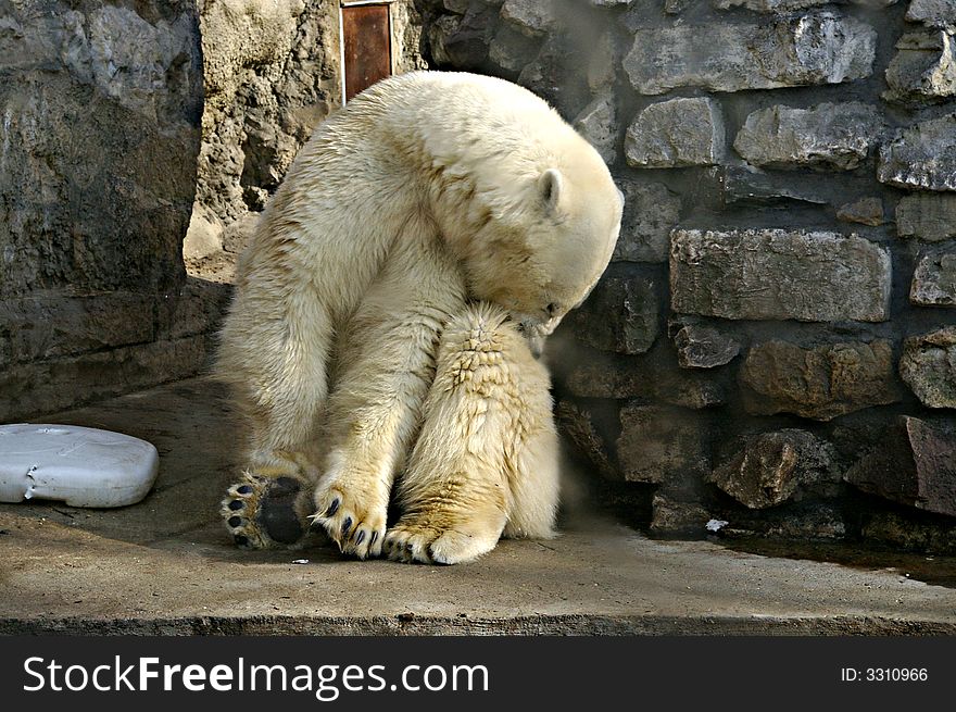 Polar bear in Moscow zoo