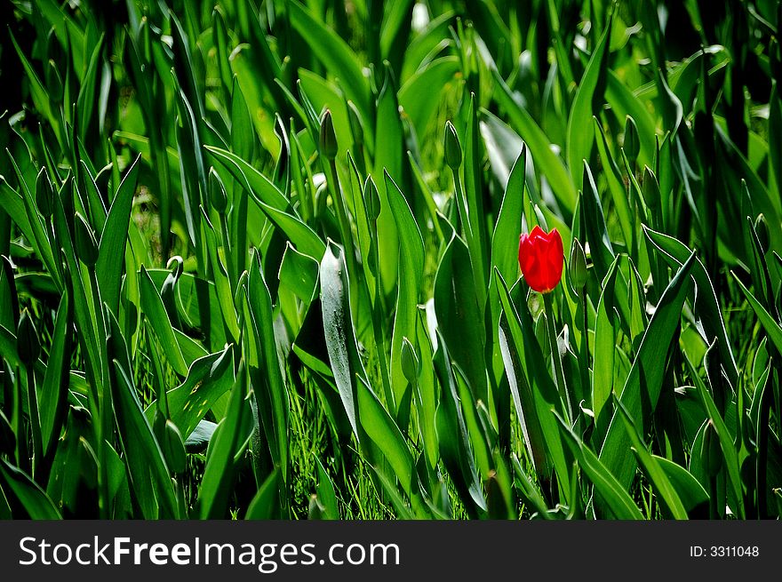 A red tulip flower bloomed early in spring. A red tulip flower bloomed early in spring