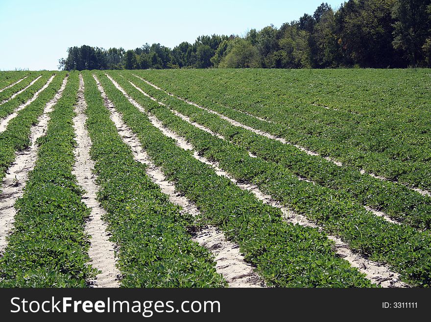 Rows of crops in a field with trees. Rows of crops in a field with trees