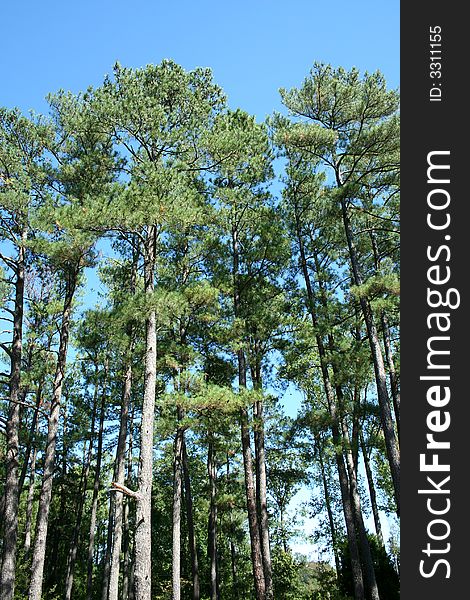 Several Tall Pine Trees against a blue sky