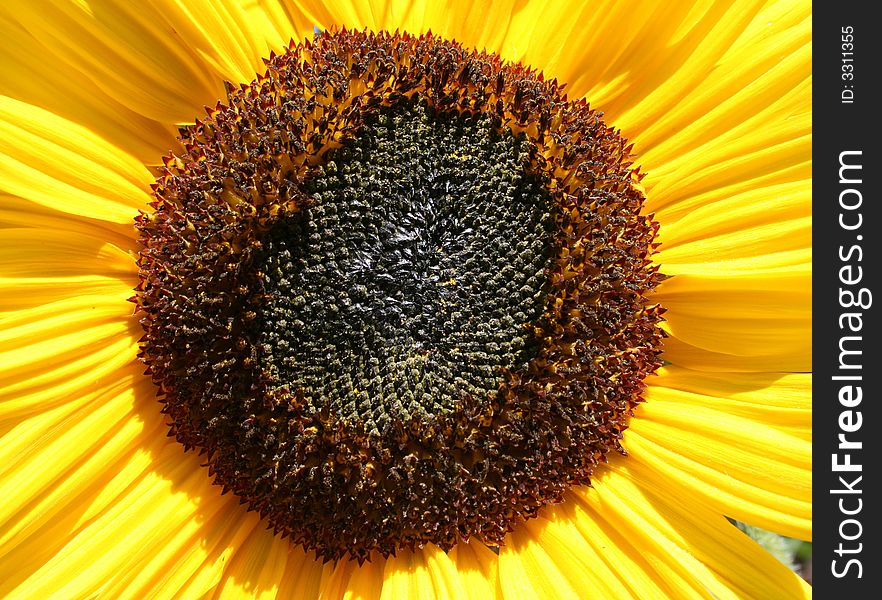 Detail of the sunflower as beautiful background