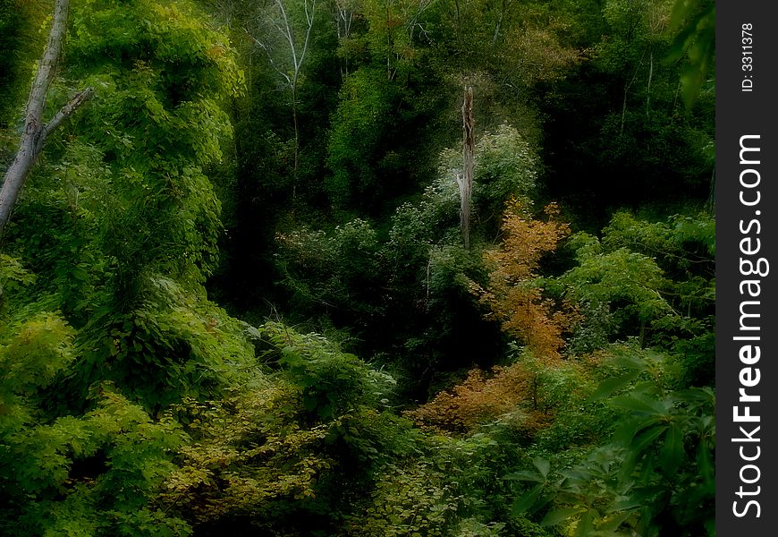 Foliage picture taken from the woods of the state of Pennsyvania, USA. Foliage picture taken from the woods of the state of Pennsyvania, USA.