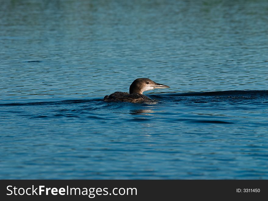 Young chick loon on a blue lake in Canada. Young chick loon on a blue lake in Canada