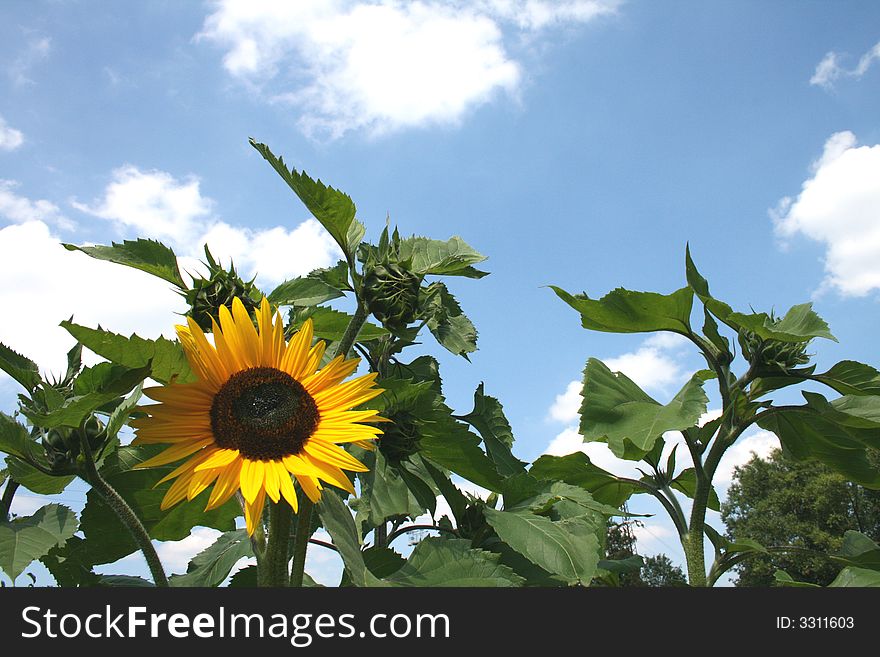 Sunflower with green leaves and blue sky