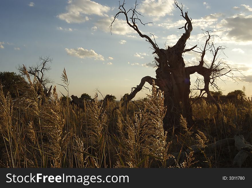 Capture this dead tree during sunset at China. Capture this dead tree during sunset at China