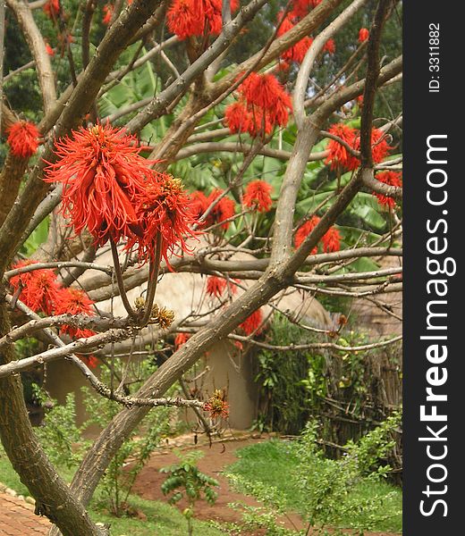 A tree with dazzling red flowers blossoms in front of a traditional hut in a museum in Butare, Rwanda. A tree with dazzling red flowers blossoms in front of a traditional hut in a museum in Butare, Rwanda