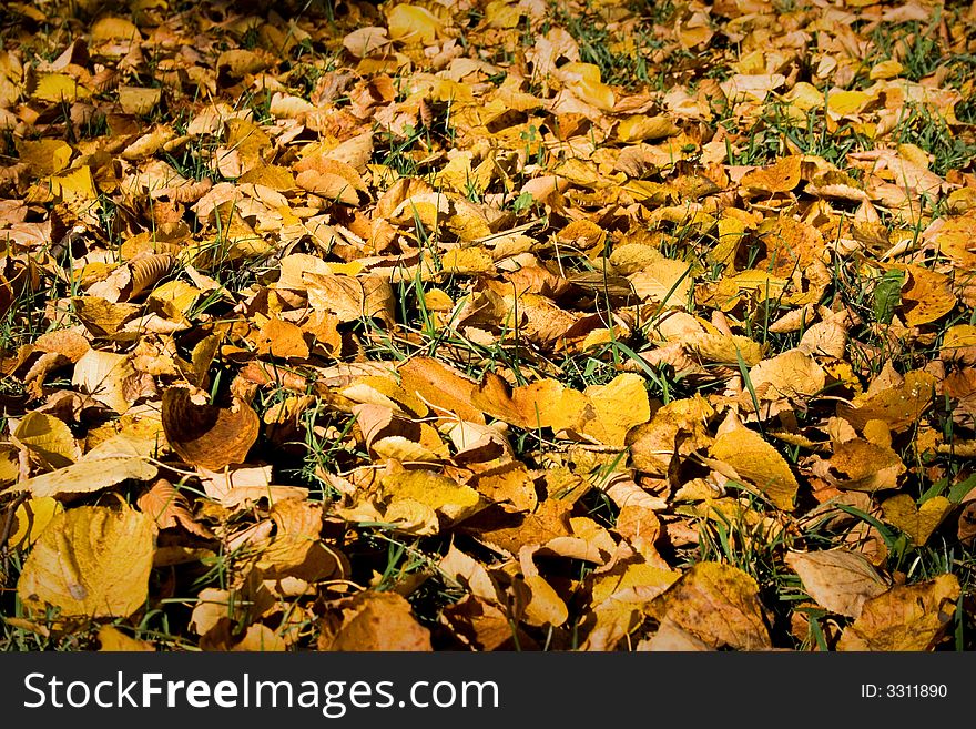 Autumn leaves, background, textures, yellow